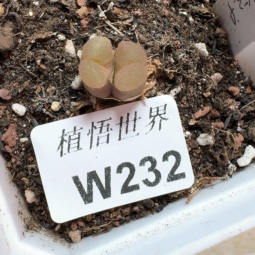 多肉植物的润泽额f g