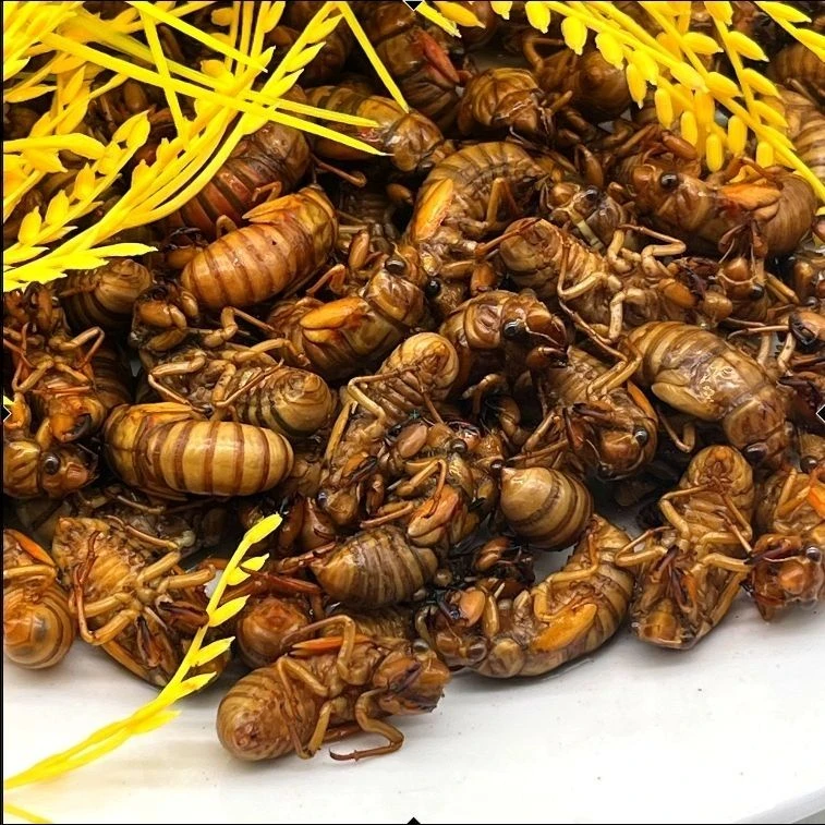 山东新鲜知了猴速冻金蝉爬叉顺丰包邮