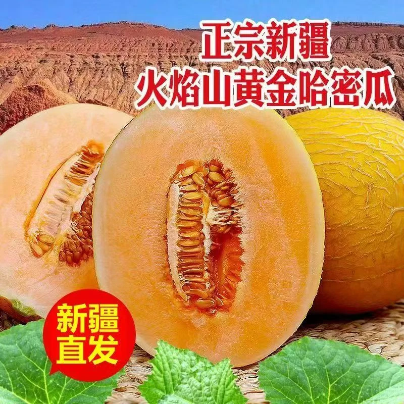 新疆哈密瓜产地直发坏果包赔脆甜多汁xb