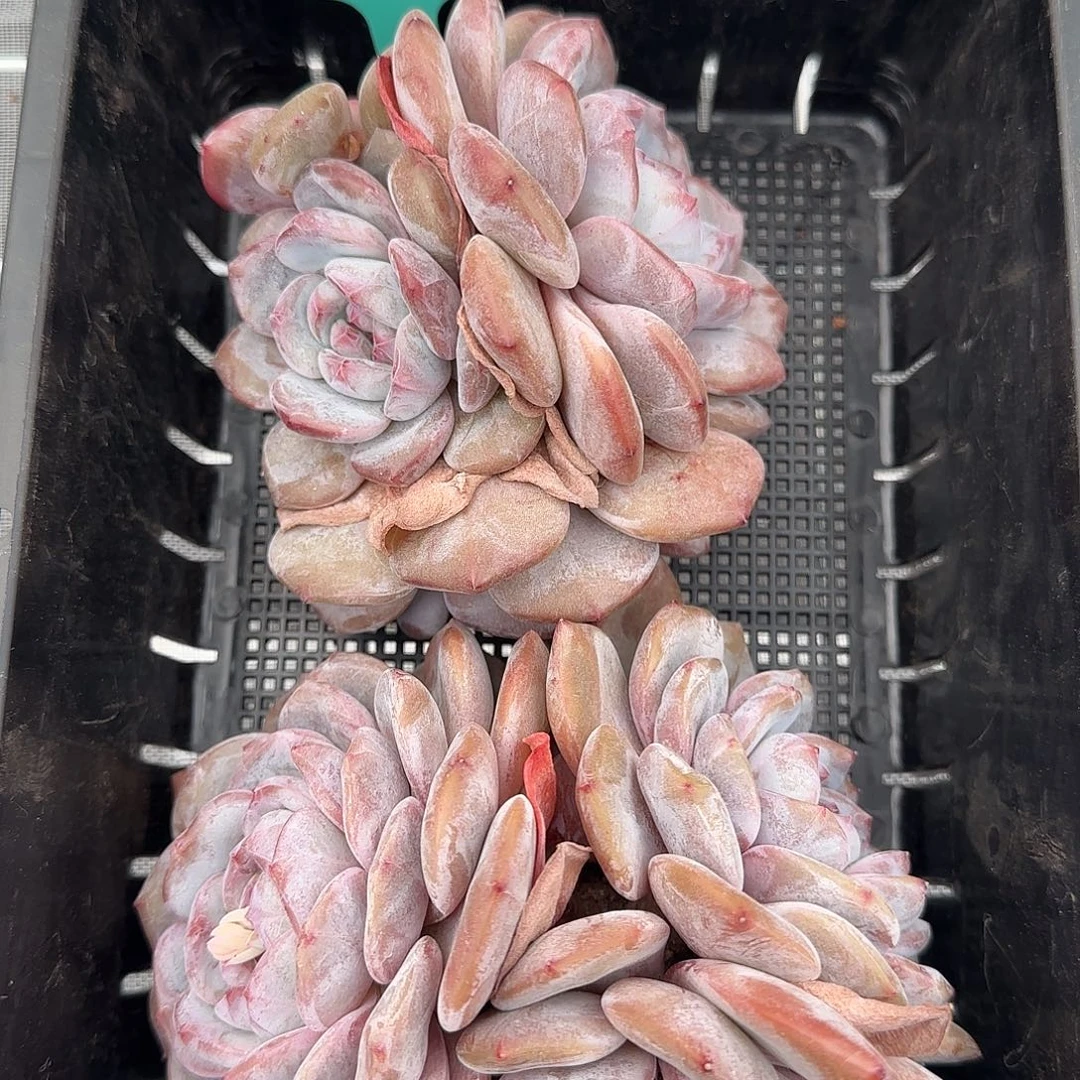 从前慢花园精选0120-29