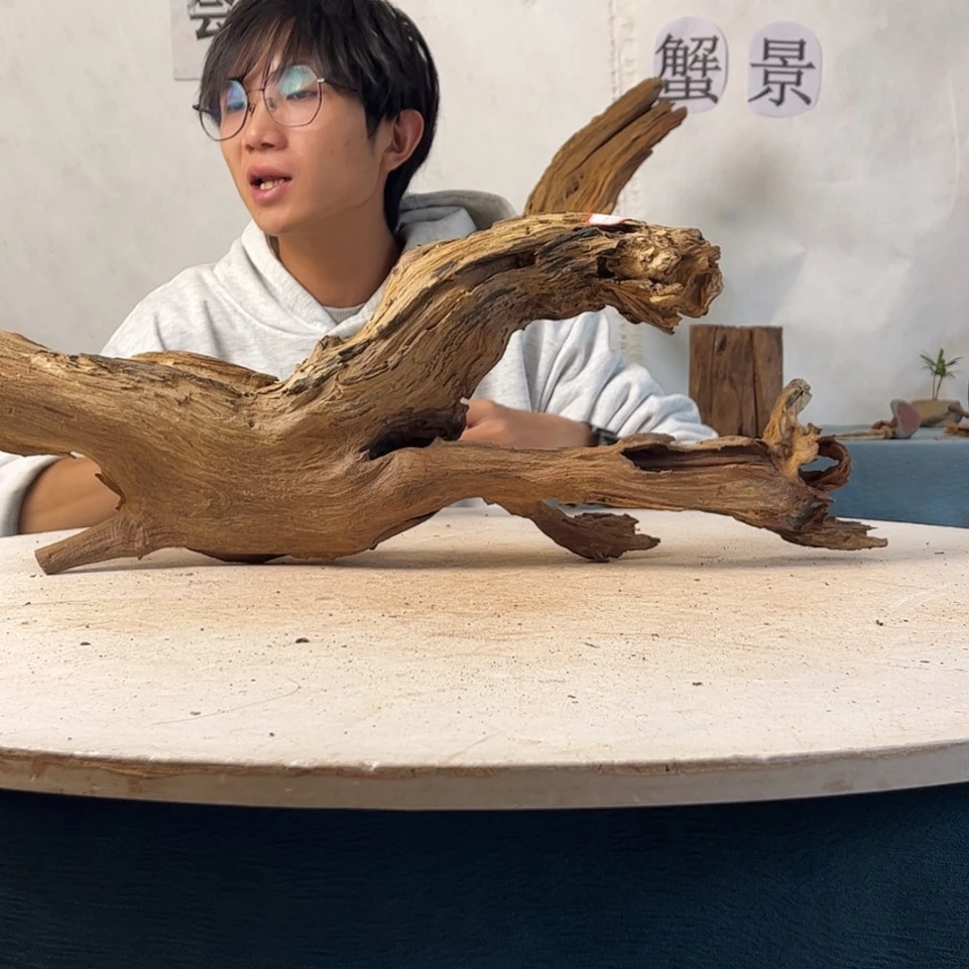 沉木造景寄居蟹造景