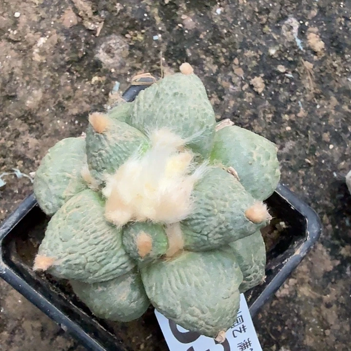 无花朵637白肌牛舌东三