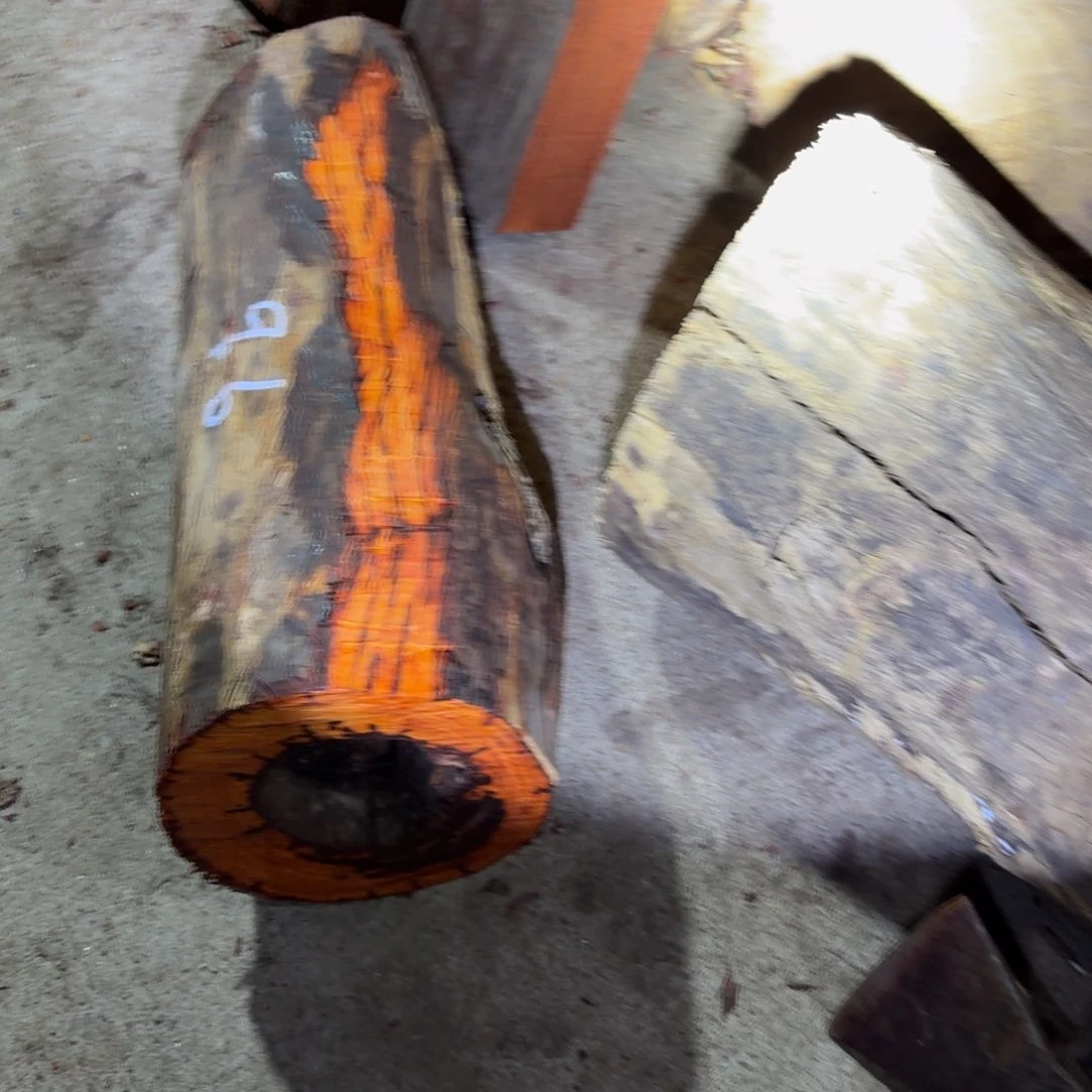 绒质托*熊赞比亚高油密