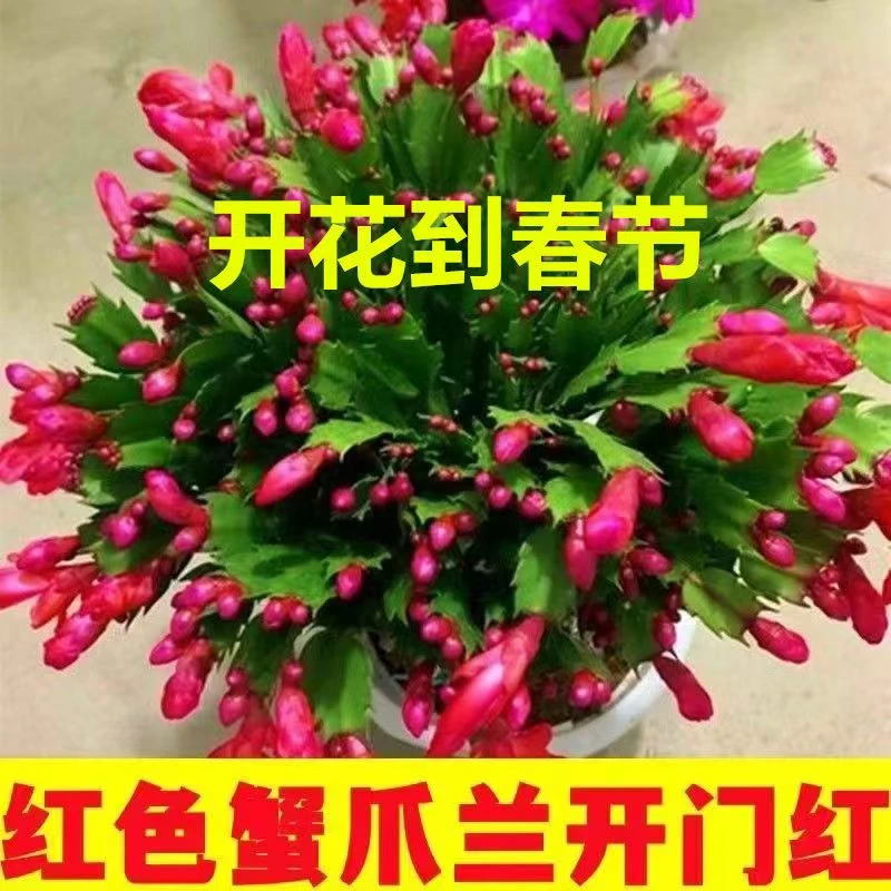[带花苞]多色进口蟹爪兰花苗盆栽带根室内阳台好养花卉四季开