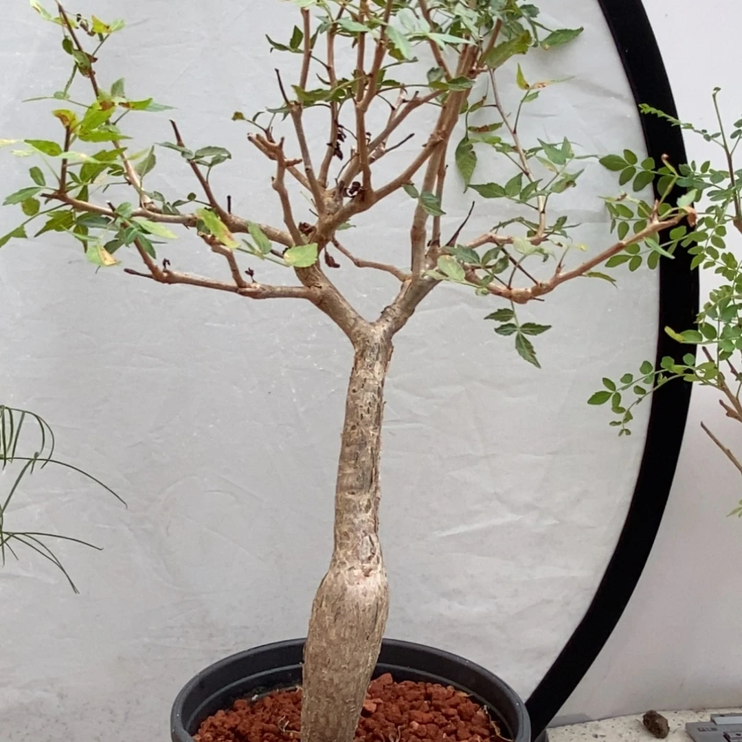 芳香裂榄实生带盆发货