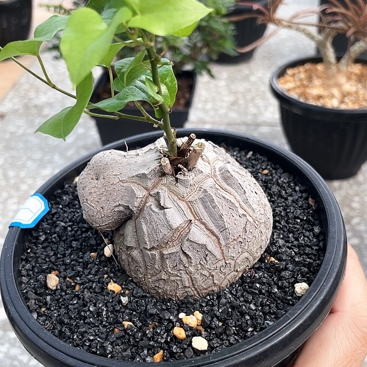 瓢虫龟66666666666666