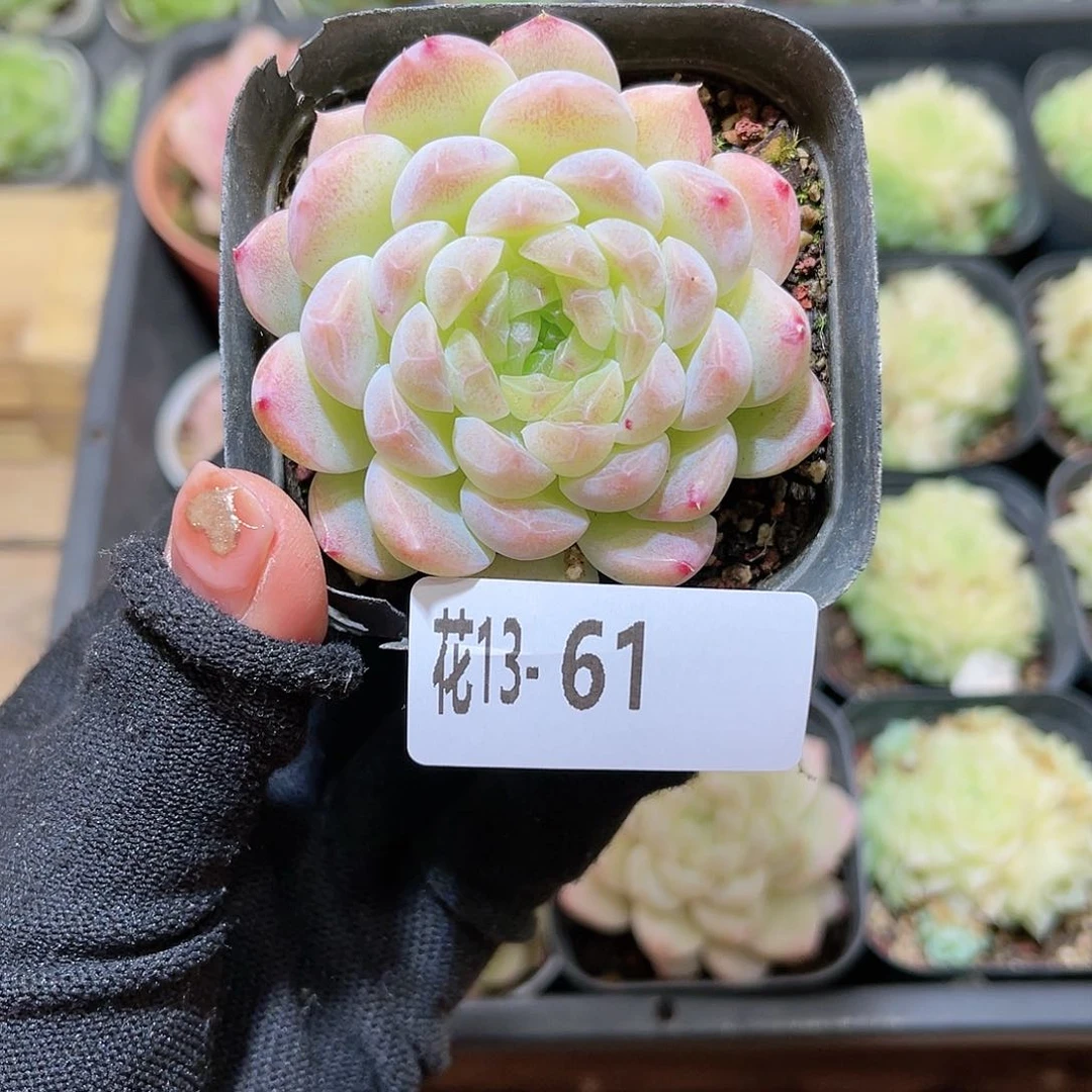 花13-61明月心单头