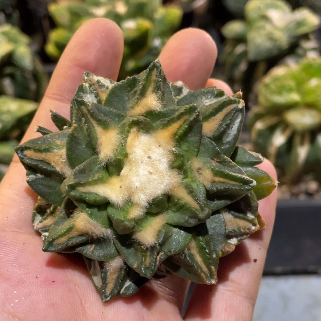 无花朵自根 戈犹 新顿龟甲020