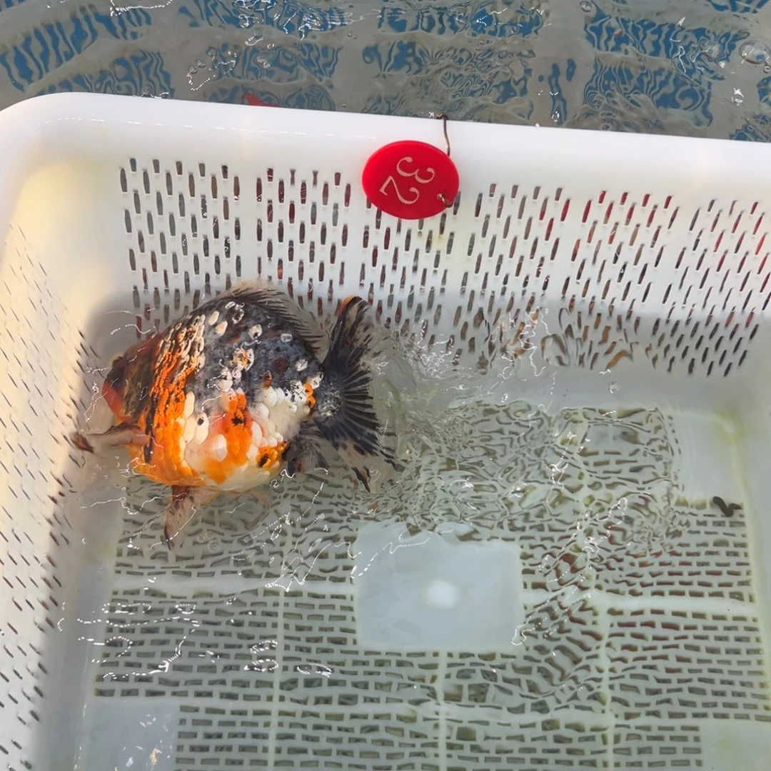 李***鑫金鱼你好吗我好想你