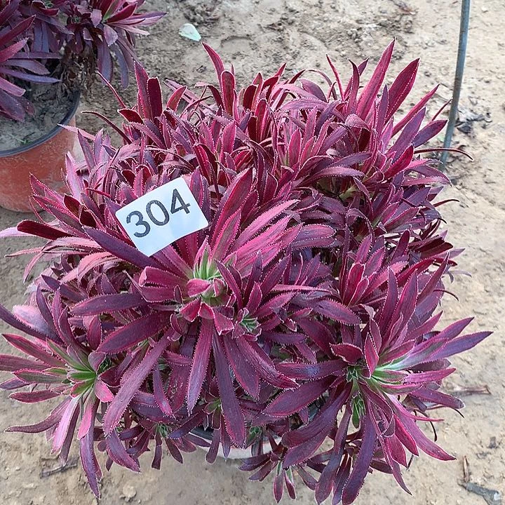 无花朵304火凤凰南