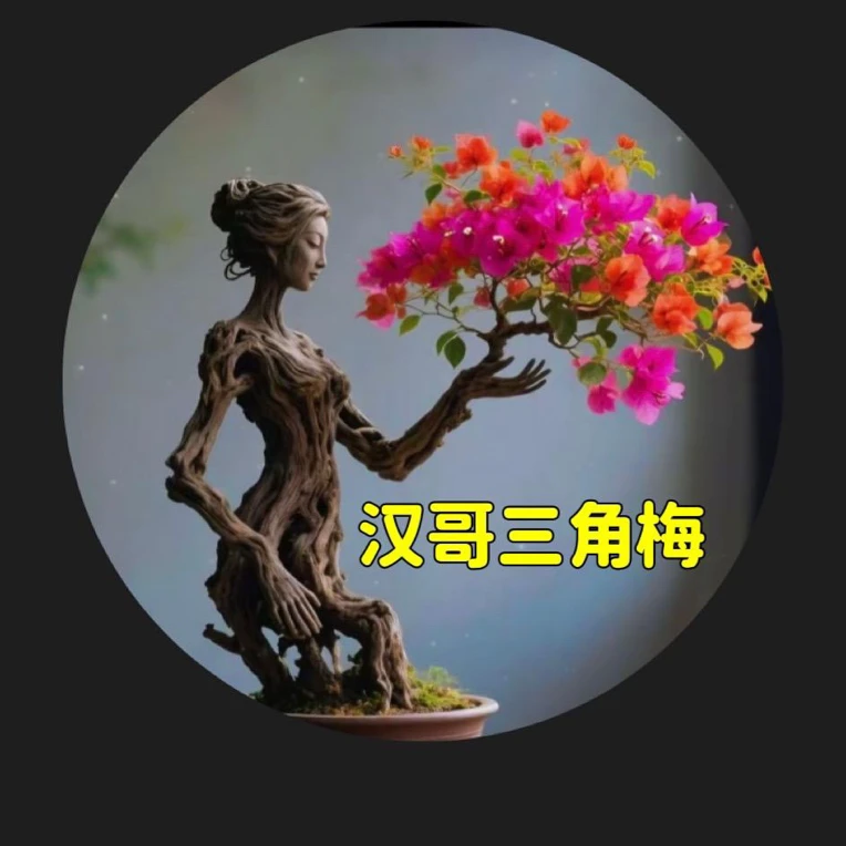 三角梅勤花多品种一物一拍链接，飘枝爬藤喜阳