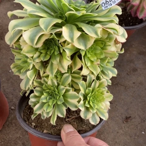 790金丝翡翠满25包邮多肉