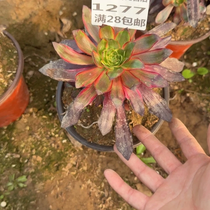 1277三号棚巫毒红拉丝