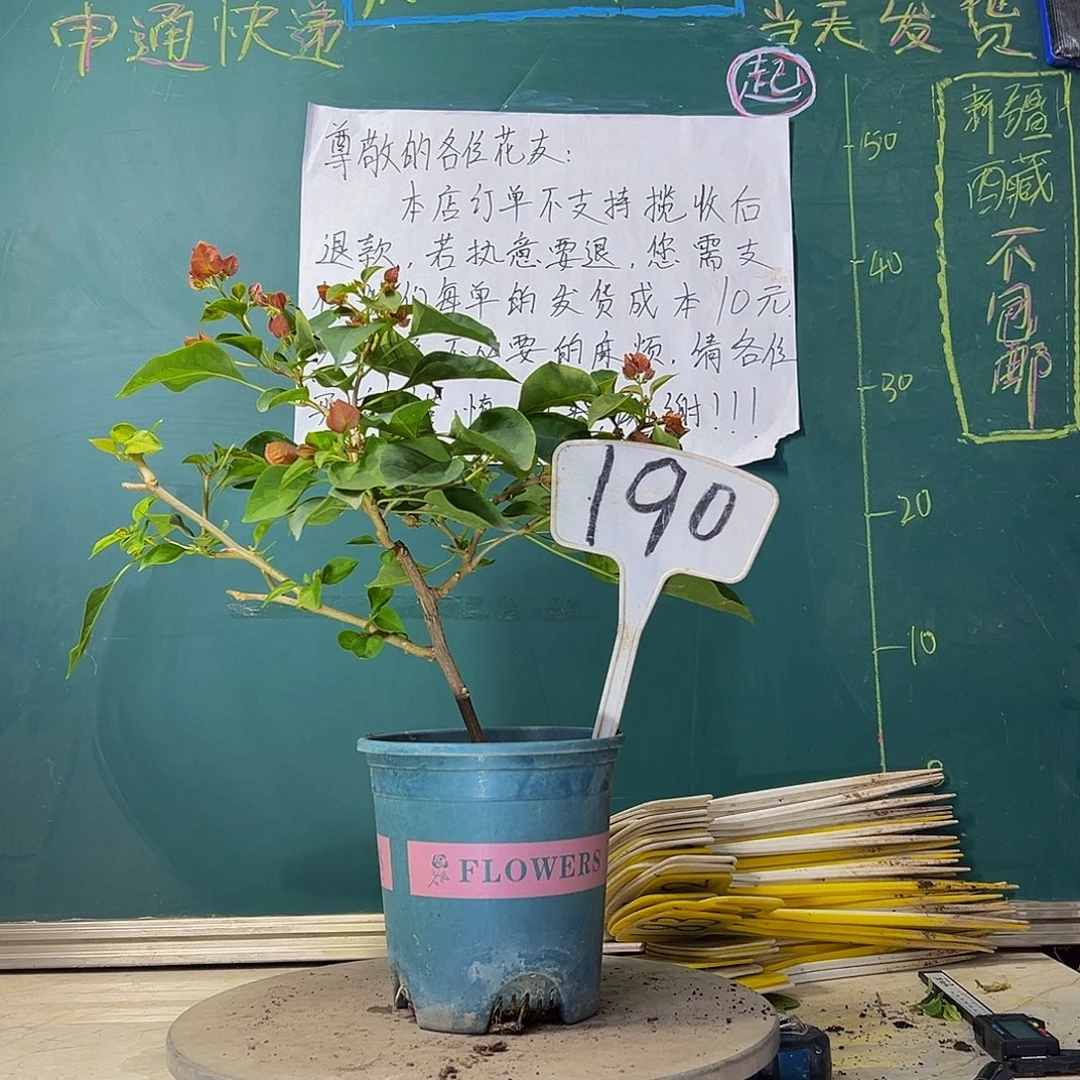 当前无花栽培后可以开花落日190