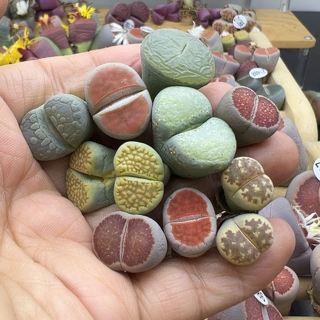 1507小精品有伤长腿清货不售后