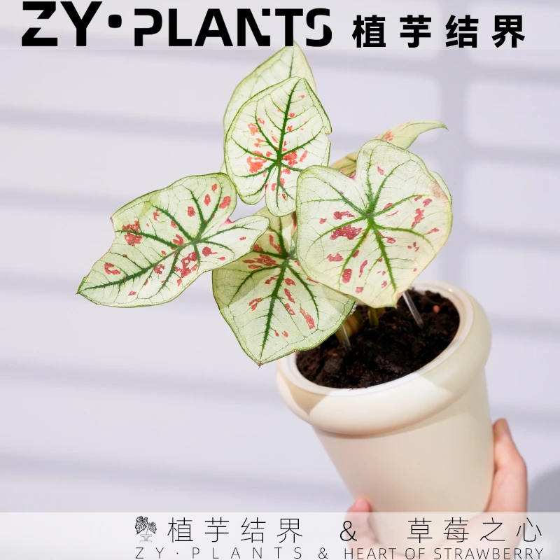 「植芋结界」草莓之心彩叶芋茹雪带盆INS风桌面观叶耐热植物盆栽