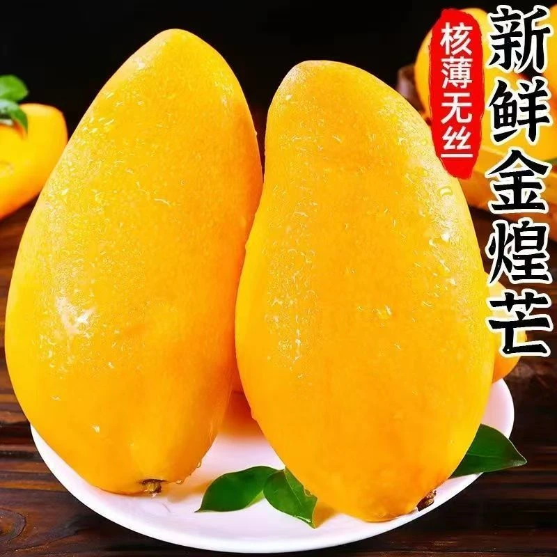 海南三亚特大金煌芒香甜多汁热带水果产地低热量超大直发新鲜现摘