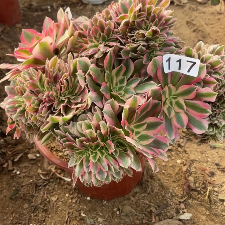无花朵117多肉植物女巫缀
