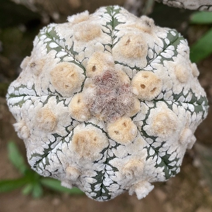 三角接盾v海星哈哈