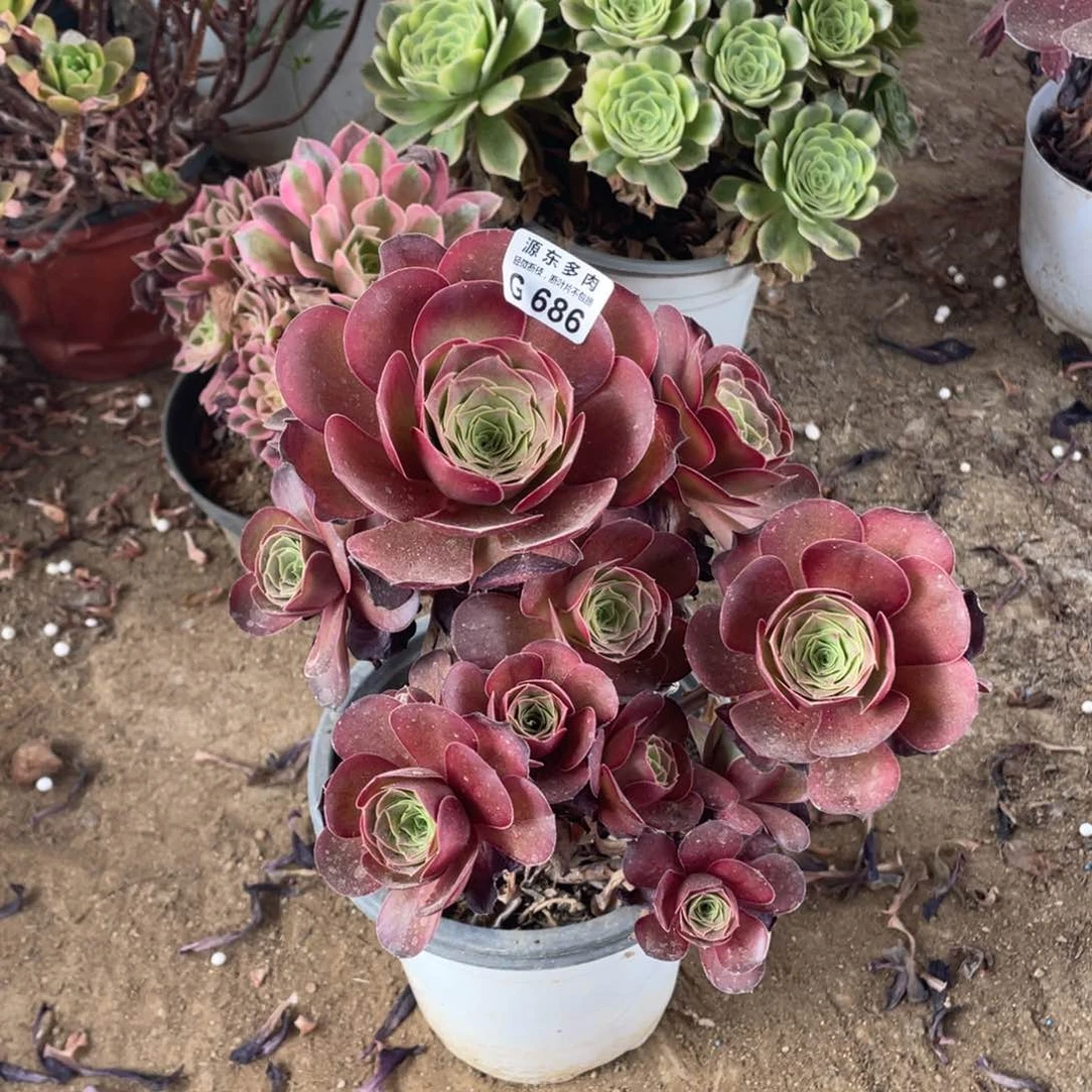 686魅金玫瑰多肉法师断枝不包