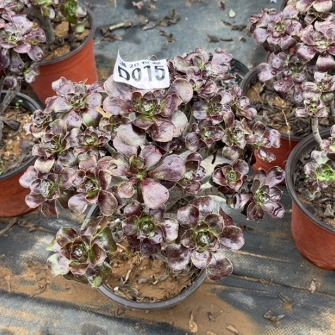 015黑元叶不包断枝