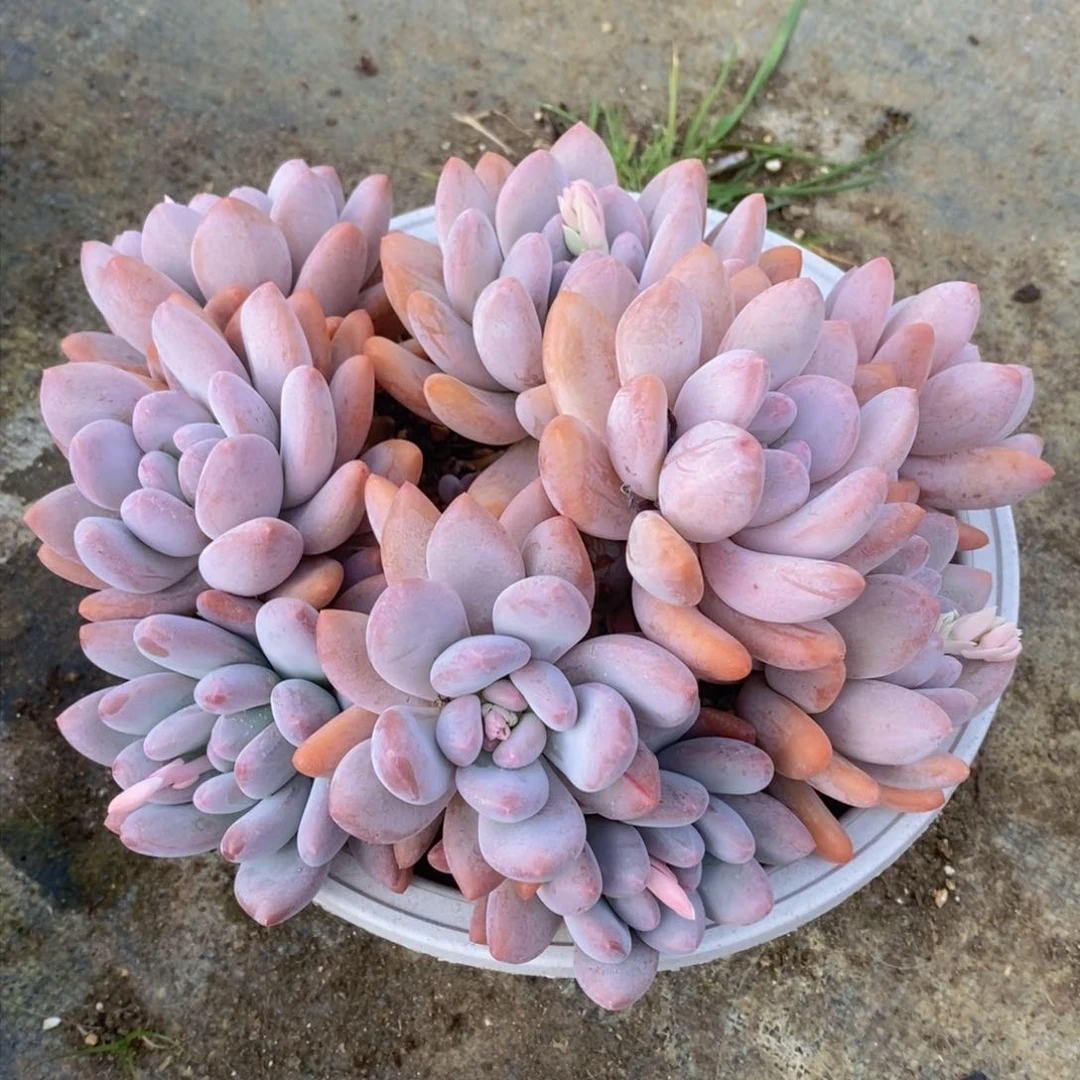 可问主播品种，下滑链接更多品种多肉选择