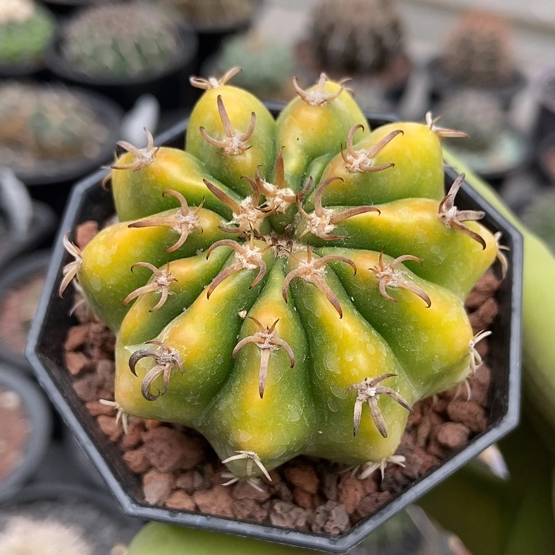 实生黄体猫爪圆盘仙人球