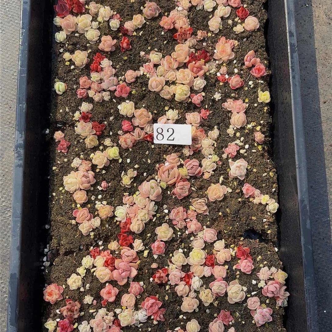 姗*姗多肉植物多肉植物82