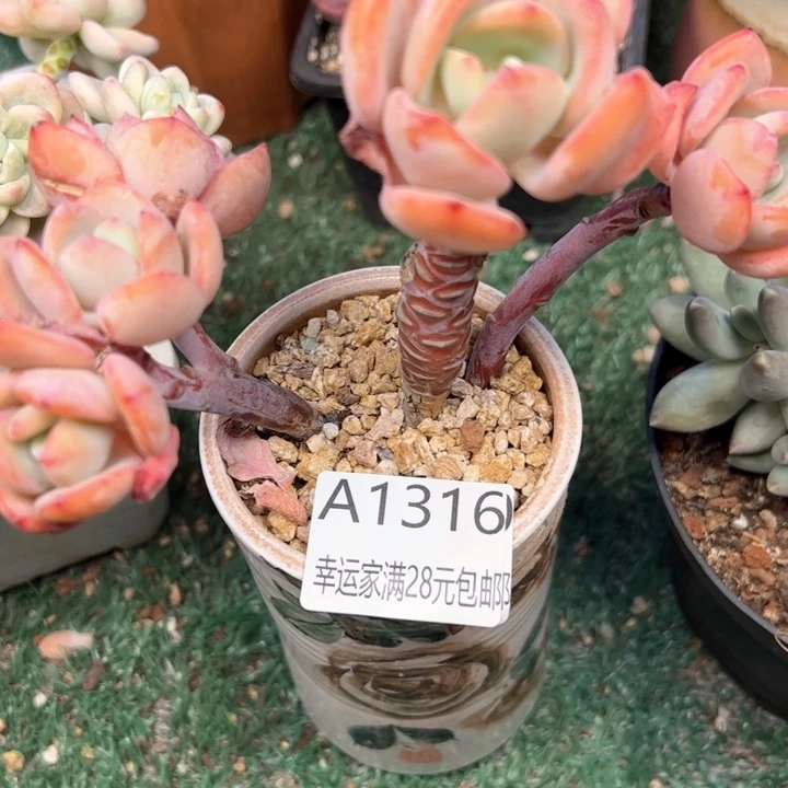 幸运的是我的朋友们都