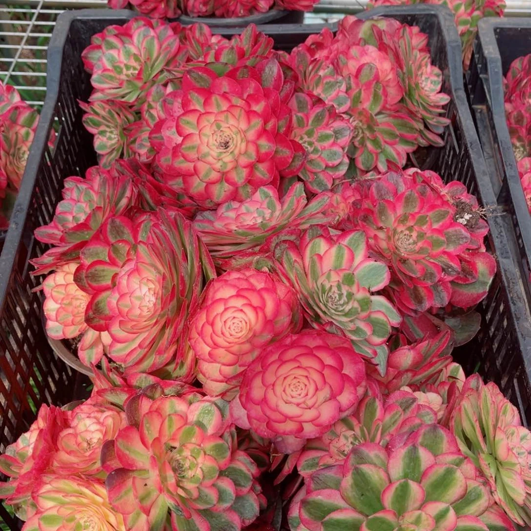 大号荔枝量拍多肉法师