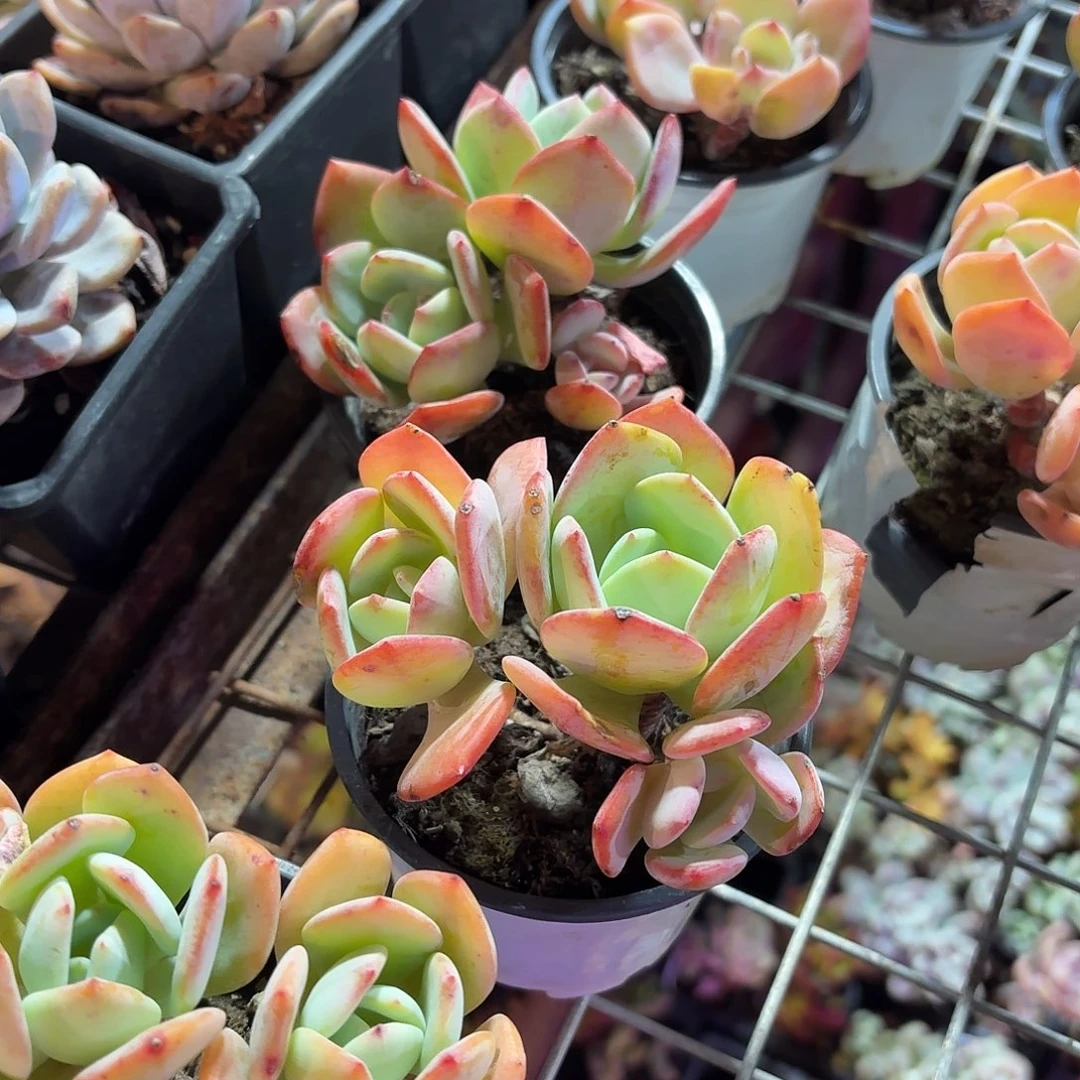 抹茶多肉整群9㎝盆