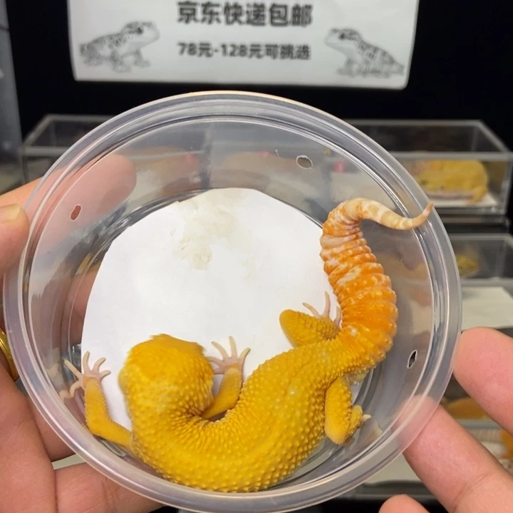 豹纹守宫直播间5号