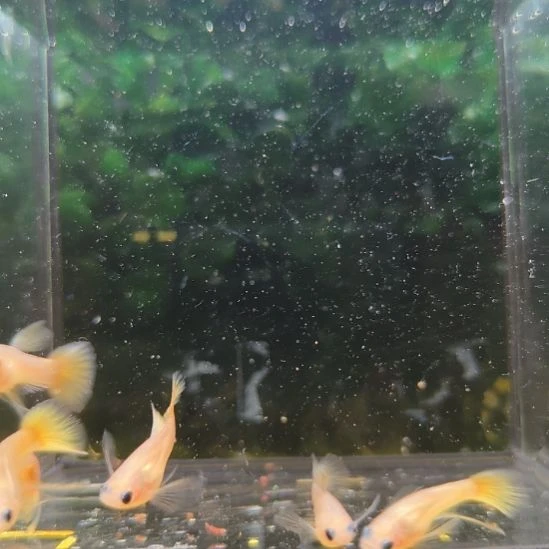 黄金玻璃猫球体缎带7条精品玻璃猫孔雀鱼