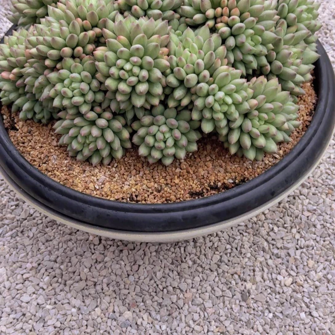 月***面言字精品老桩多肉