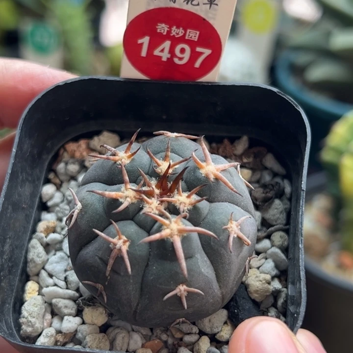 实生猫爪3.6cm一棵