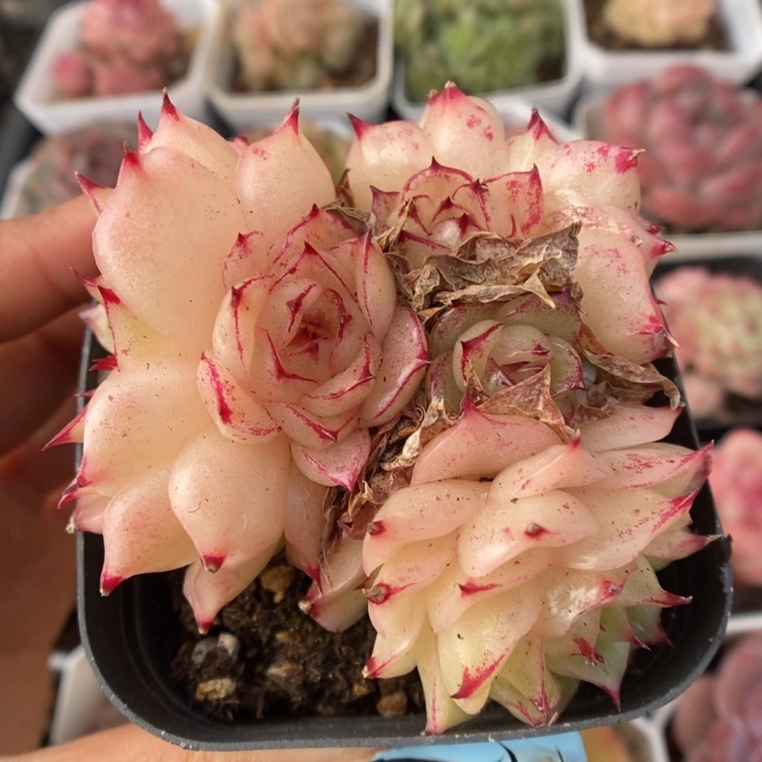 凤凰火麦秆群生356号。