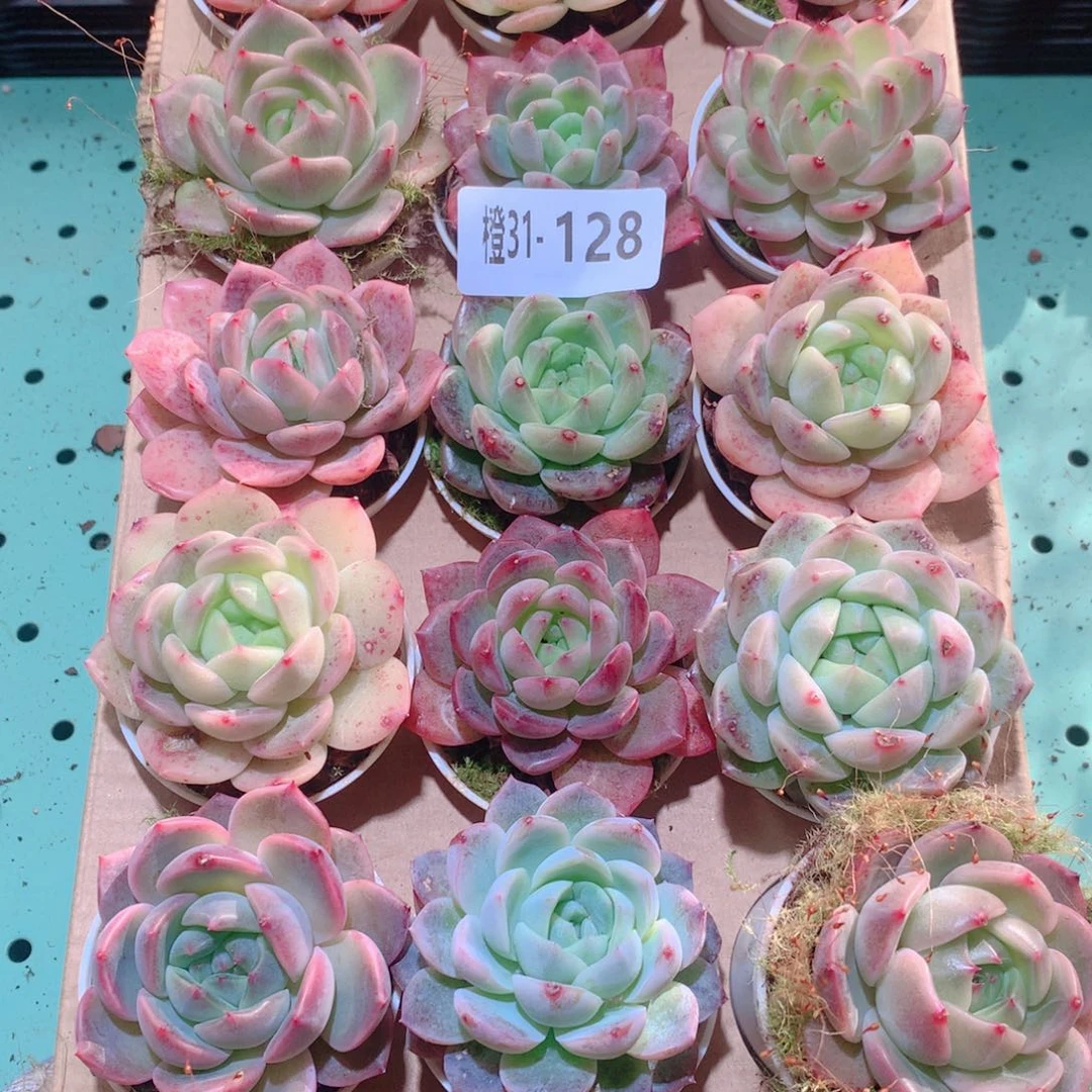 31-128一物一拍多肉带盆18颗