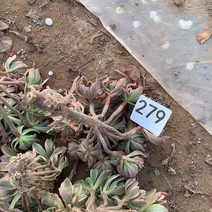 无花朵279甜茶南量随机发
