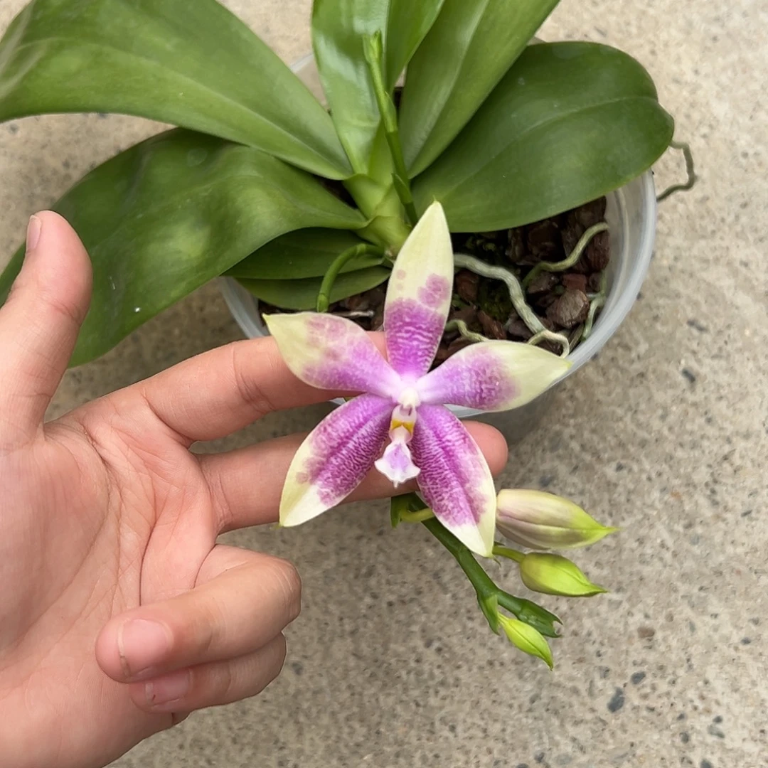 完全开放花朵巨大盲盒香