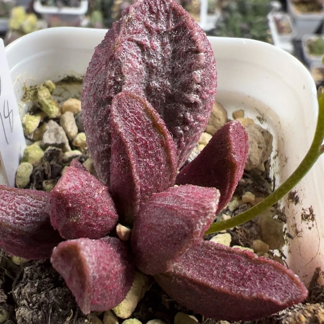 实生新品多肉植物水泡多肉植物