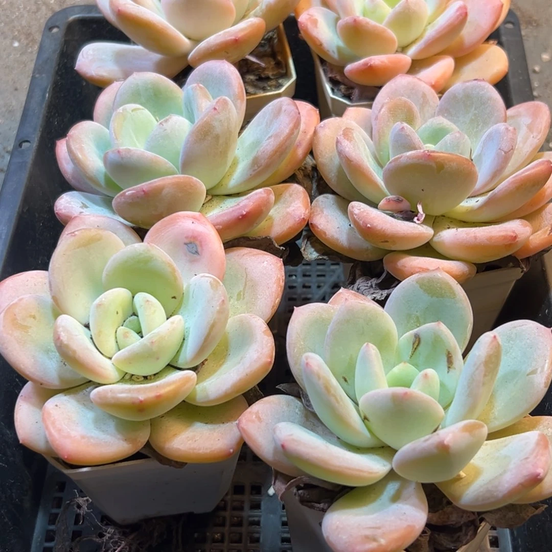 255点点滴滴的想法吃吃吃