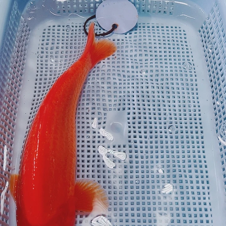 海水鱼锦鲤观赏鱼15