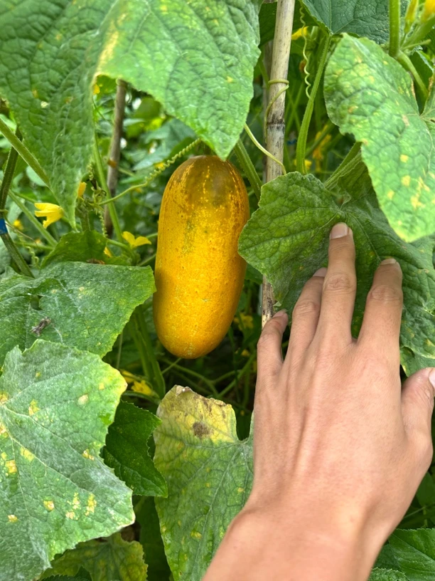 云南老品种黄瓜稍老一点的凉拌做菜首选