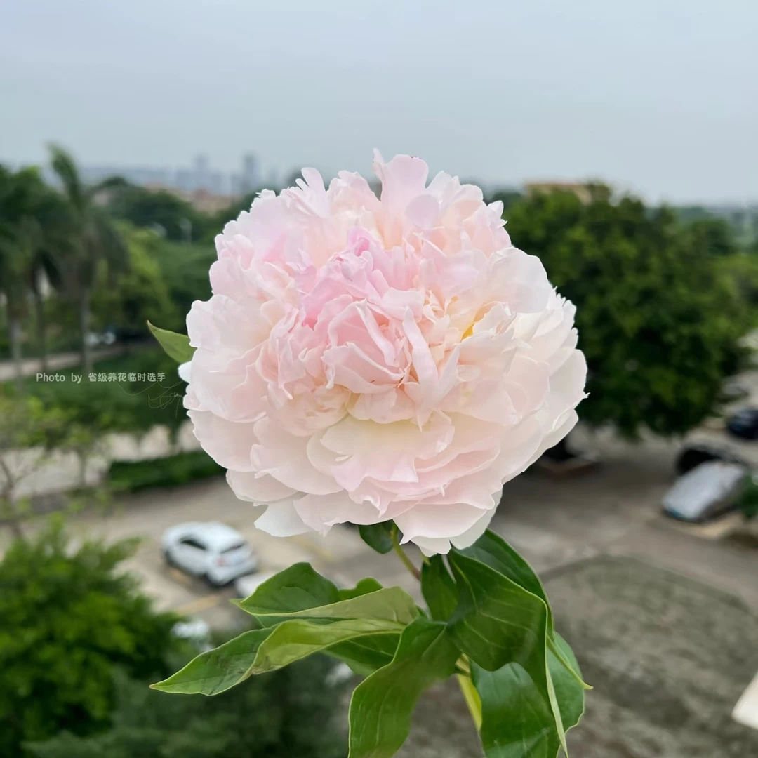 芍药【羞涩女王】重瓣芍药进口重瓣芍药先肥料秋季发苗