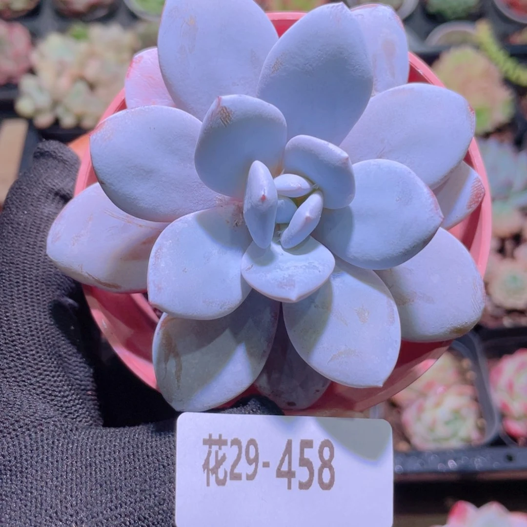 花利美29-458粉雪莲