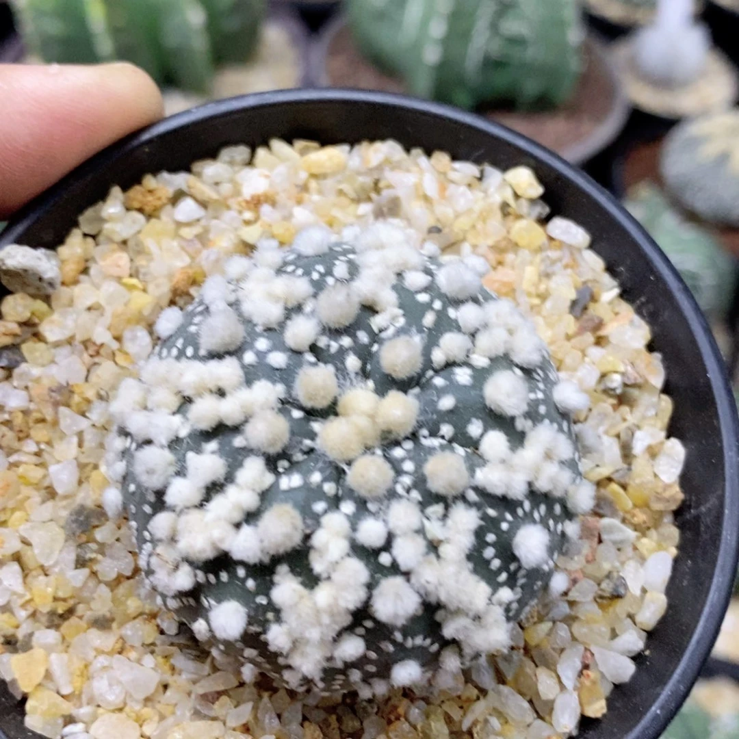 仙人球海星花园4.8厘米