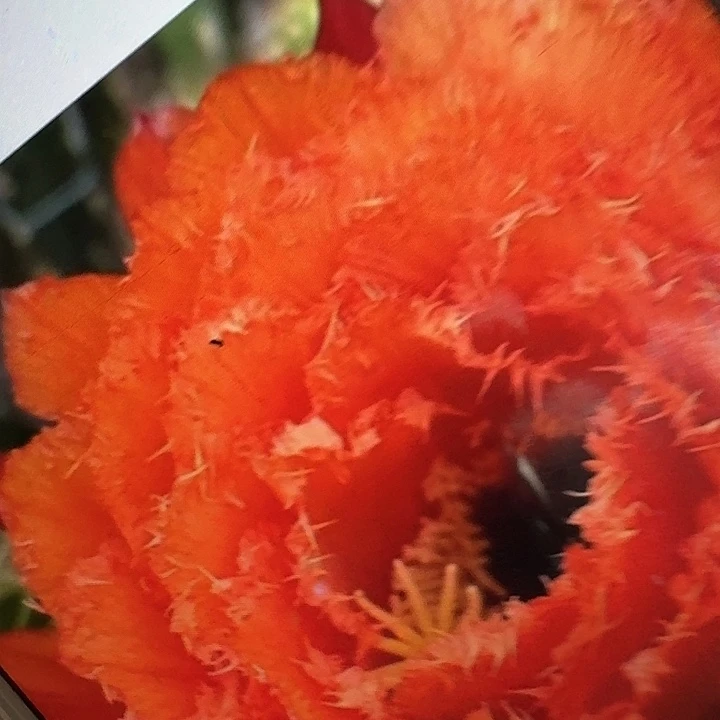 706 侧芽5公分左右毛花柱（满20包邮）