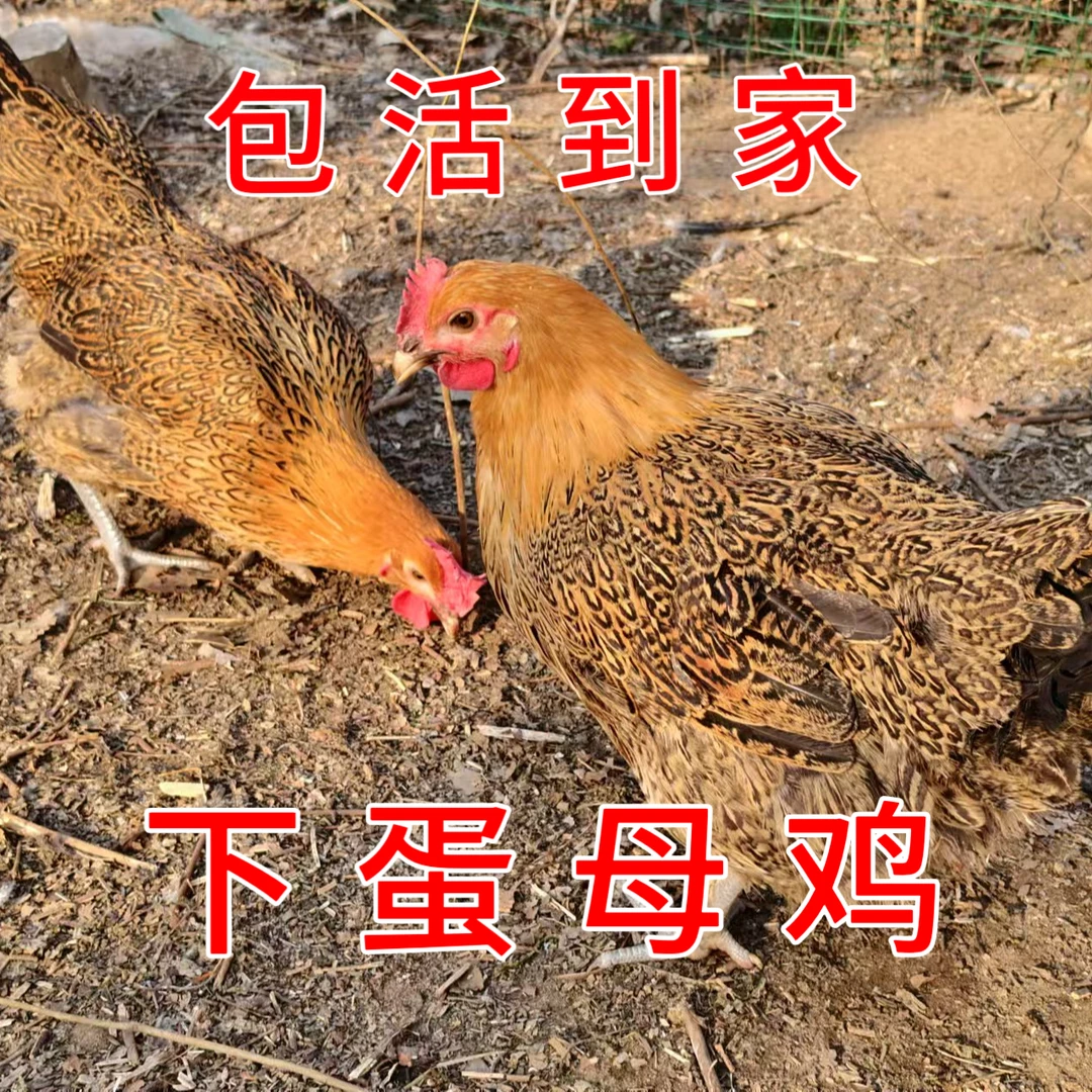 活鸡下蛋母鸡两只六斤以上 安徽大别山散养母鸡土鸡遛弯走地鸡M