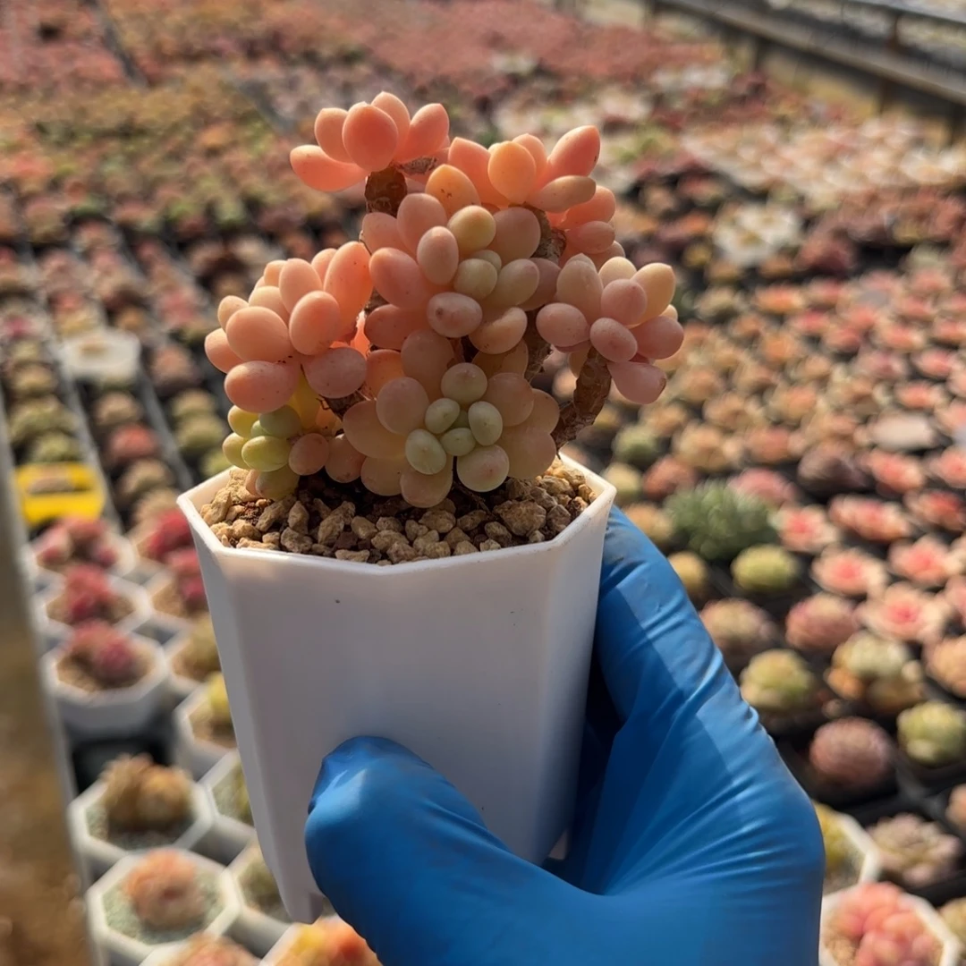 老桩鱼子酱一物一拍