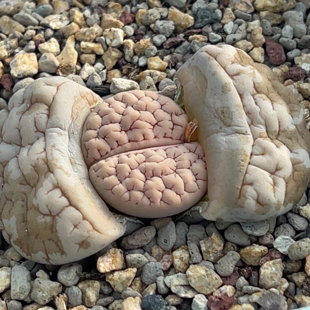 6746凹凸脑纹189一颗